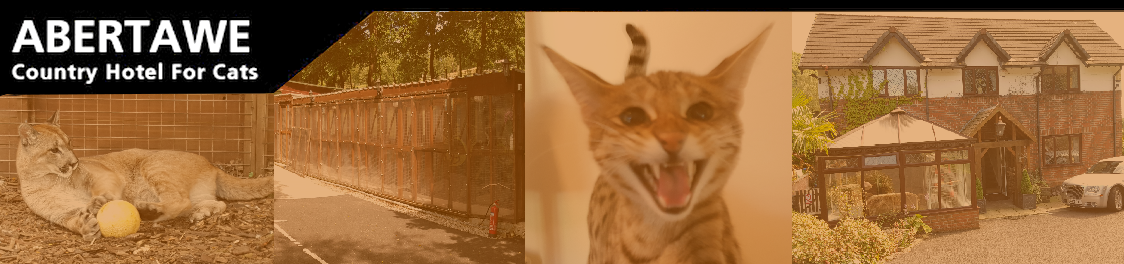 Abertawe Country Hotel For Cats